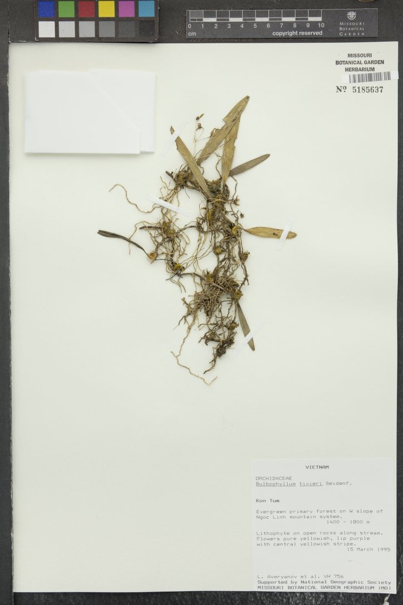 Bulbophyllum tixieri photo 3