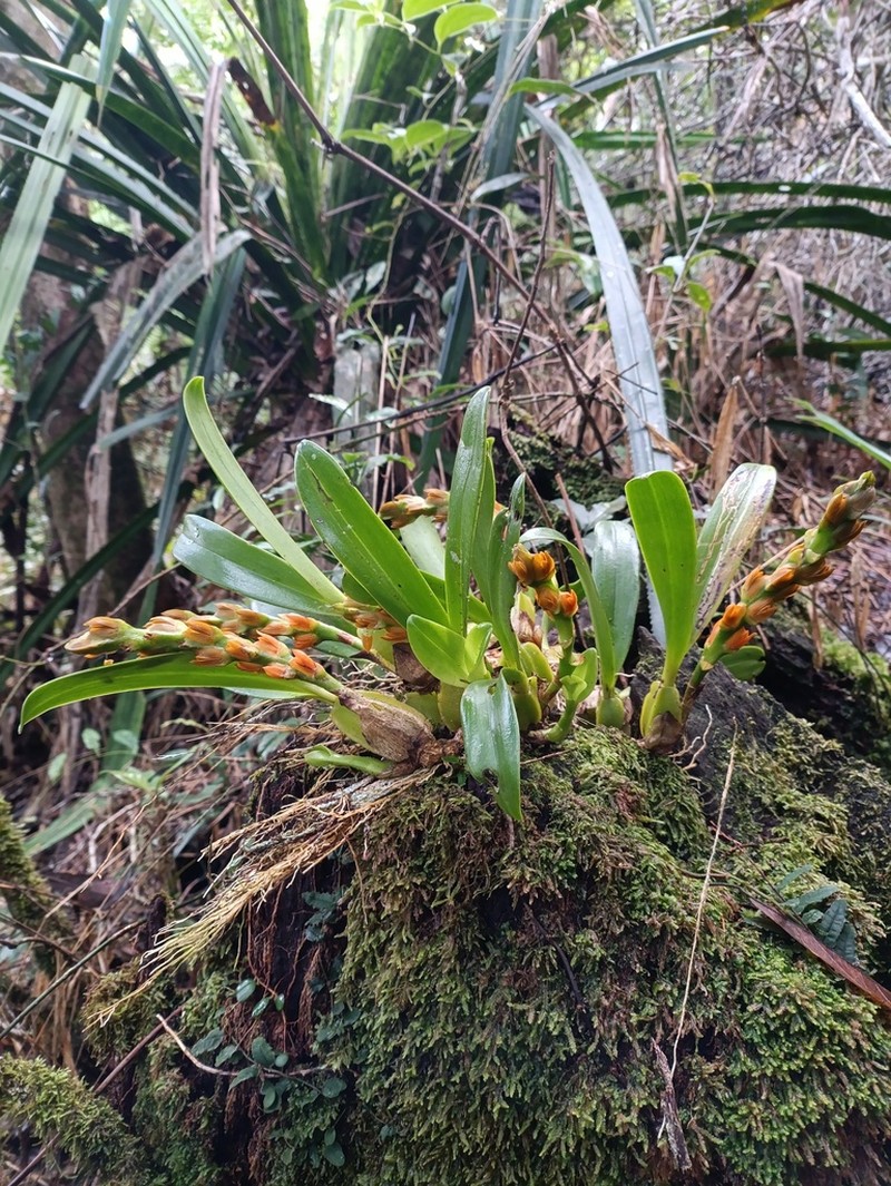 Bulbophyllum toilliezae