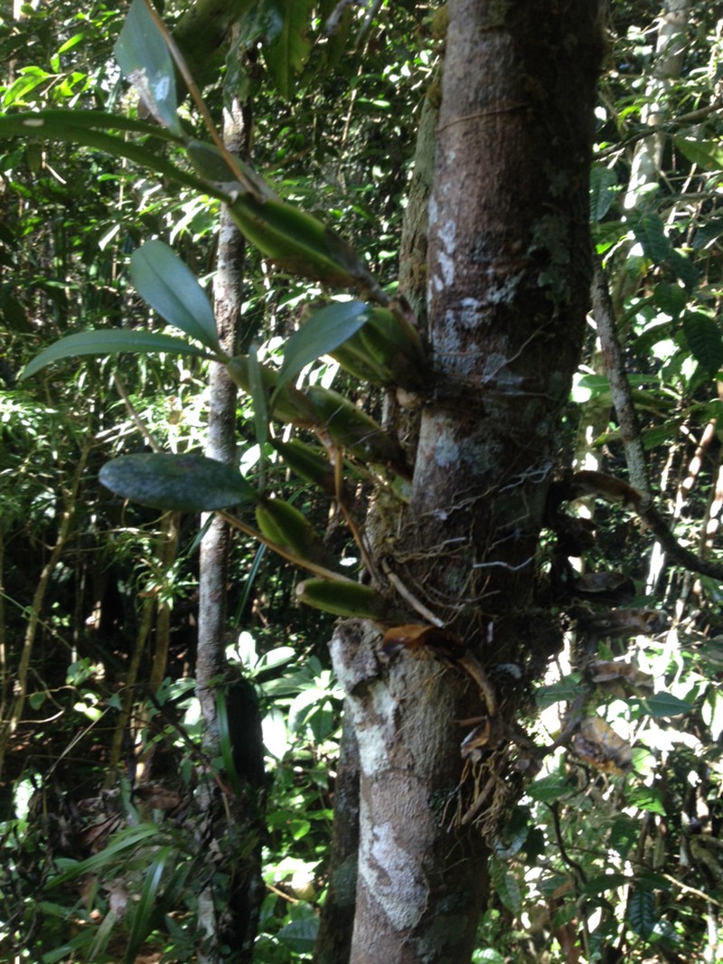 Bulbophyllum toilliezae photo 4