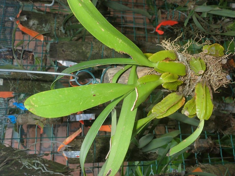 Bulbophyllum toilliezae photo 5