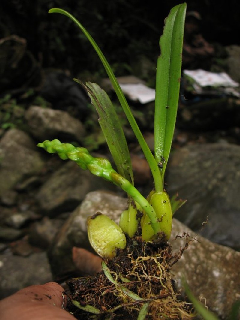 Bulbophyllum toilliezae photo 6