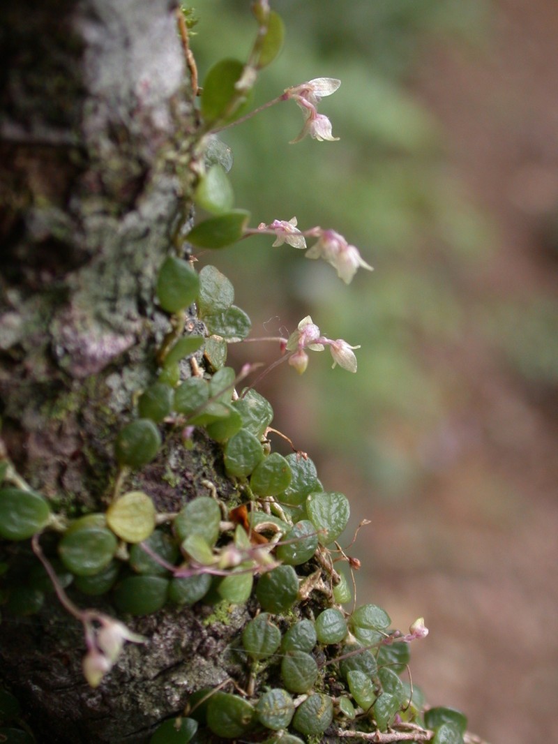 Bulbophyllum tokioi