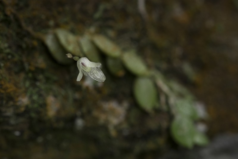 Bulbophyllum tokioi photo 2