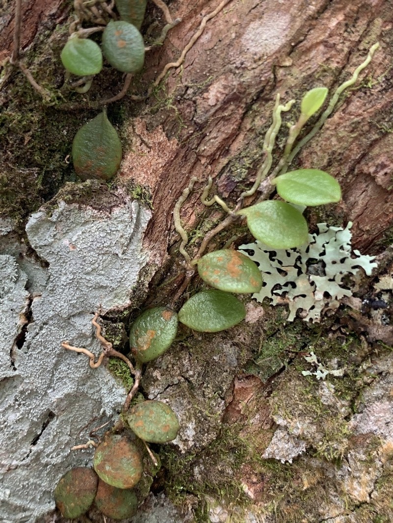 Bulbophyllum tokioi photo 4