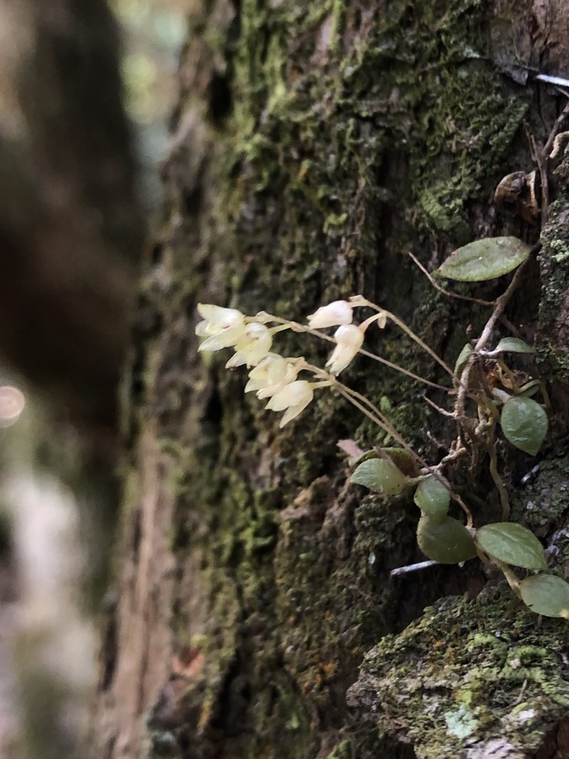 Bulbophyllum tokioi photo 5