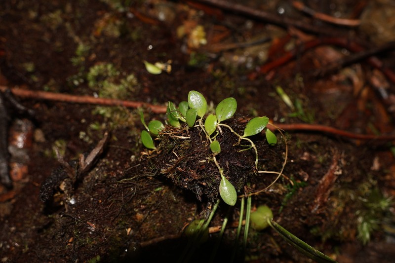Bulbophyllum tokioi photo 8