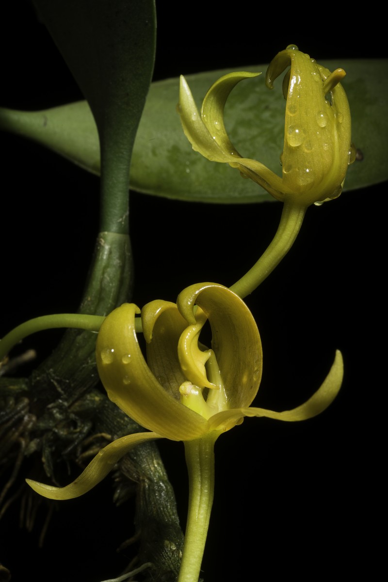 Bulbophyllum tollenoniferum
