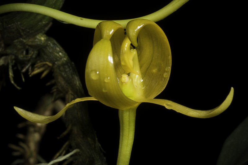 Bulbophyllum tollenoniferum photo 2