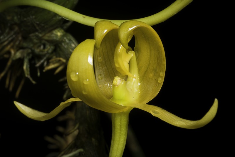 Bulbophyllum tollenoniferum photo 3