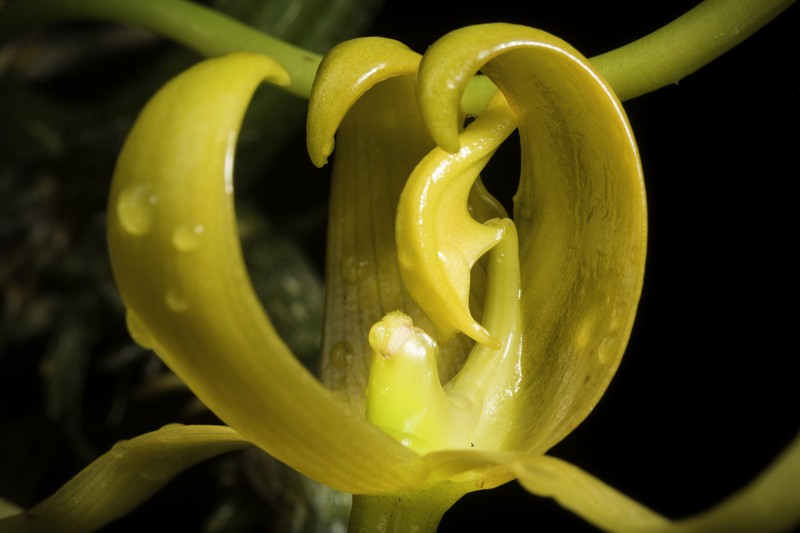 Bulbophyllum tollenoniferum photo 4