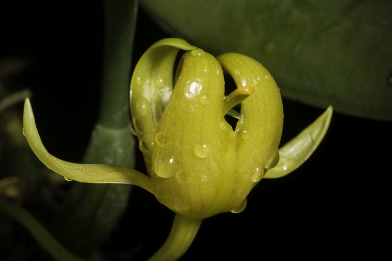 Bulbophyllum tollenoniferum photo 5