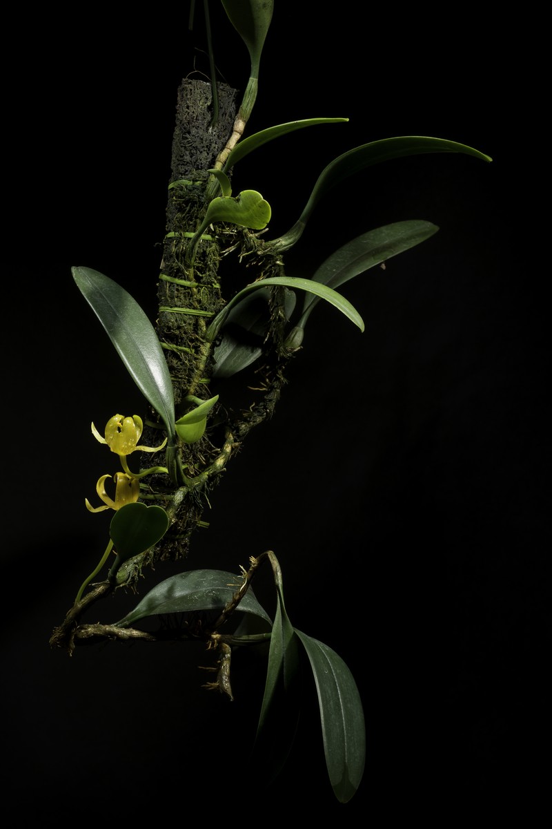 Bulbophyllum tollenoniferum photo 6