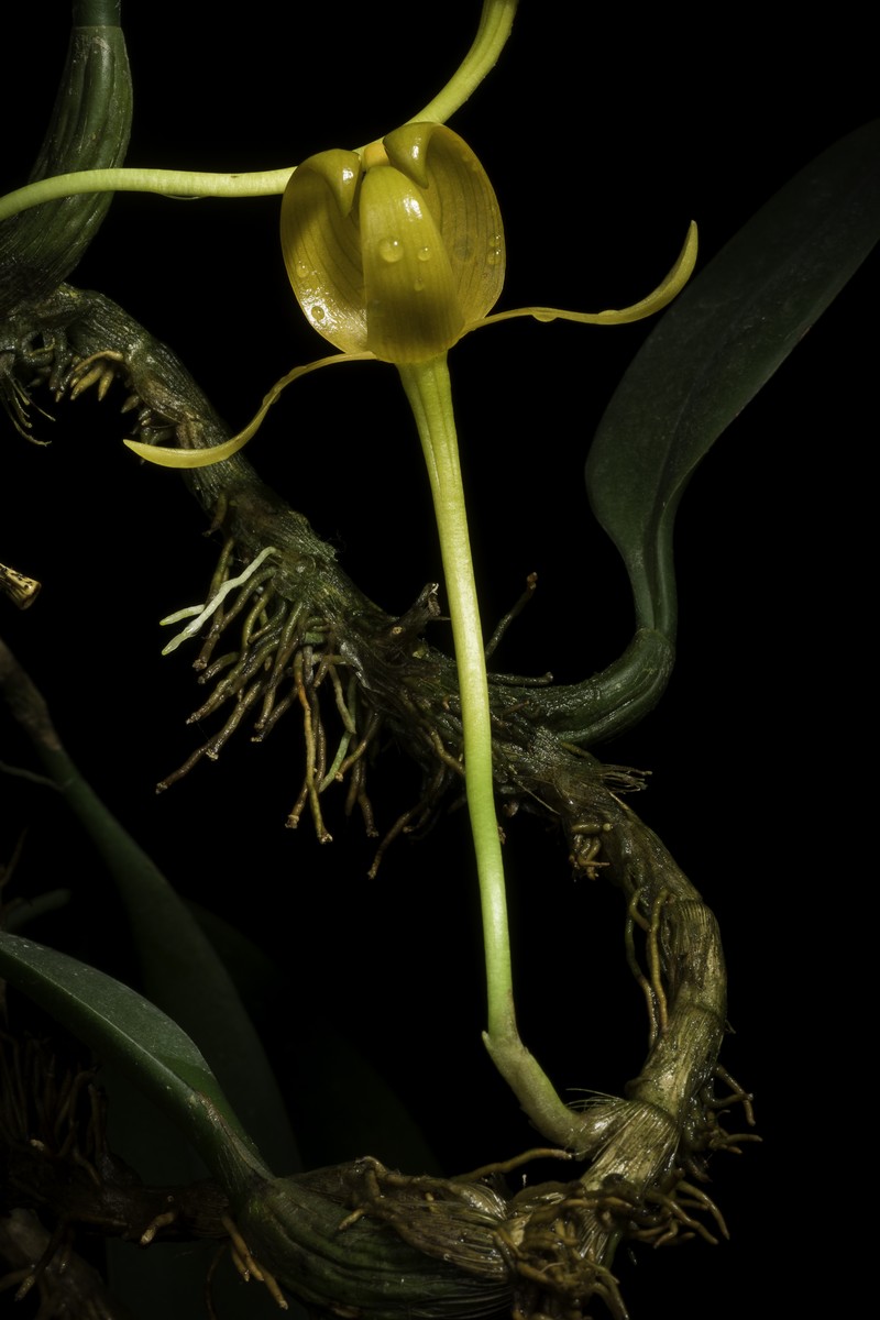 Bulbophyllum tollenoniferum photo 7