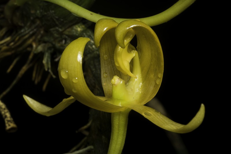 Bulbophyllum tollenoniferum photo 8