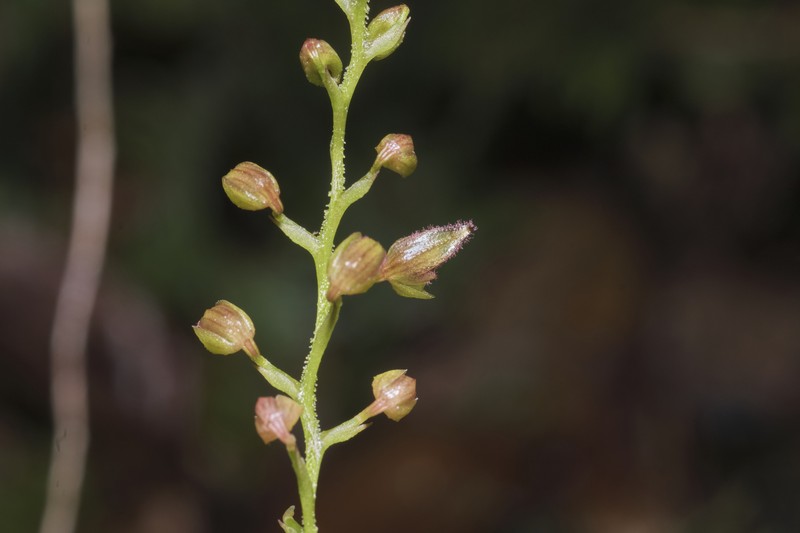 Bulbophyllum toranum photo 2
