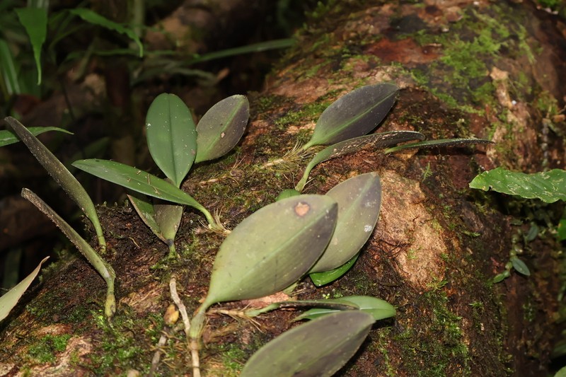 Bulbophyllum tortum