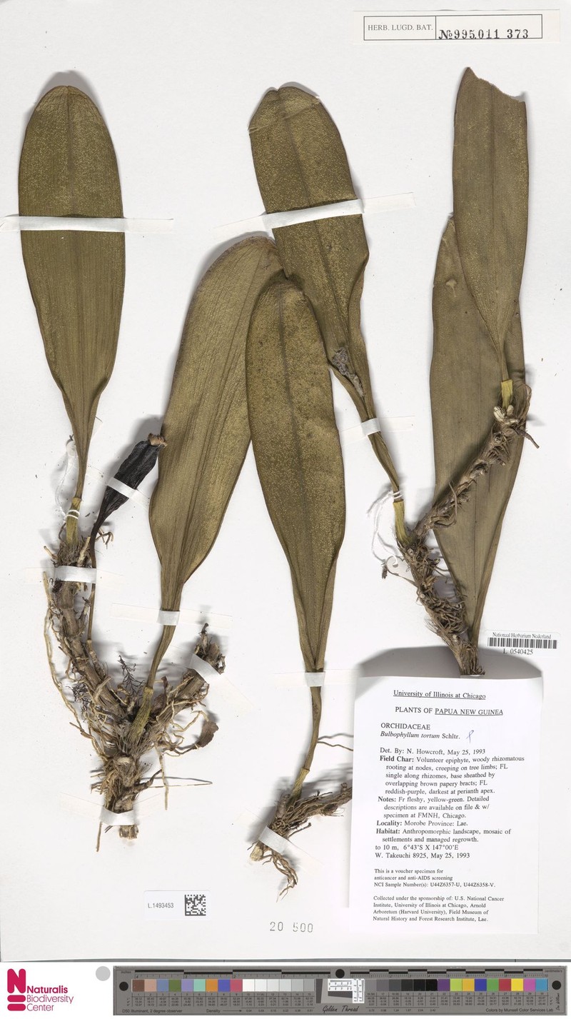 Bulbophyllum tortum photo 2