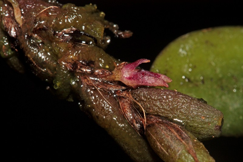 Bulbophyllum tortuosum