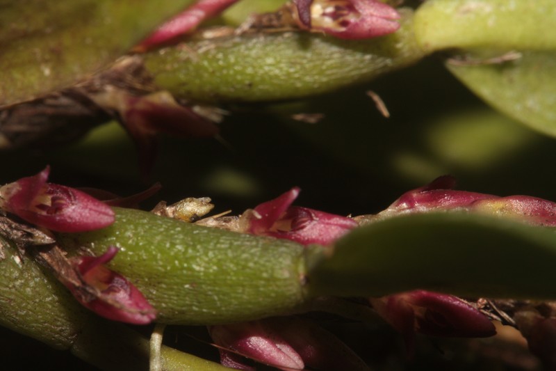 Bulbophyllum tortuosum photo 2