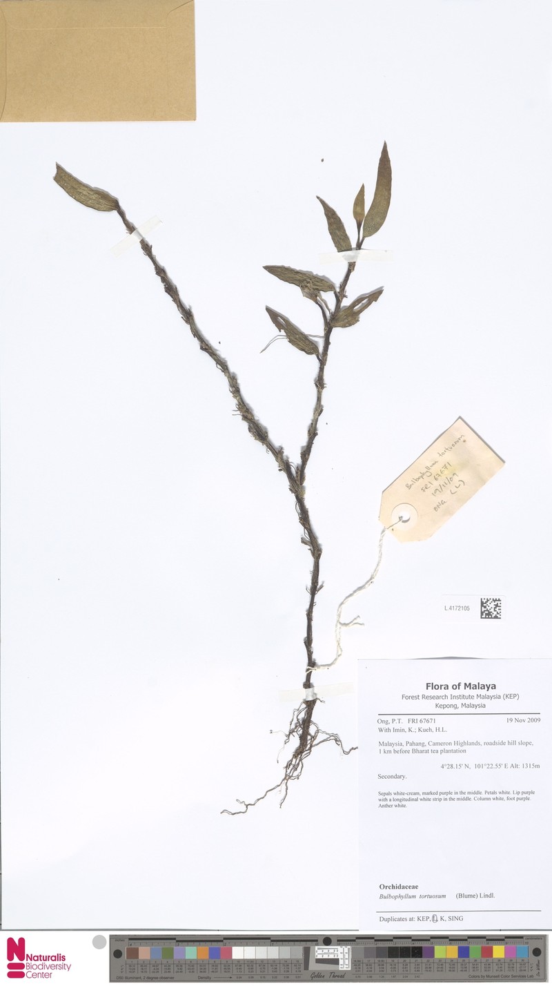 Bulbophyllum tortuosum photo 3