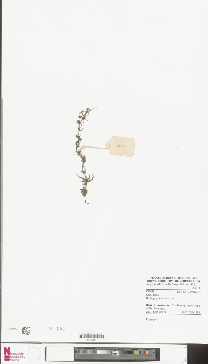 Bulbophyllum tothastes
