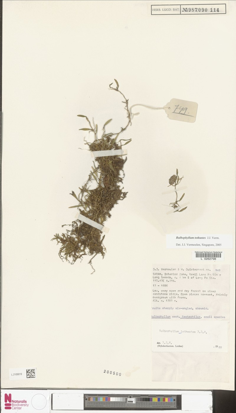 Bulbophyllum tothastes photo 2