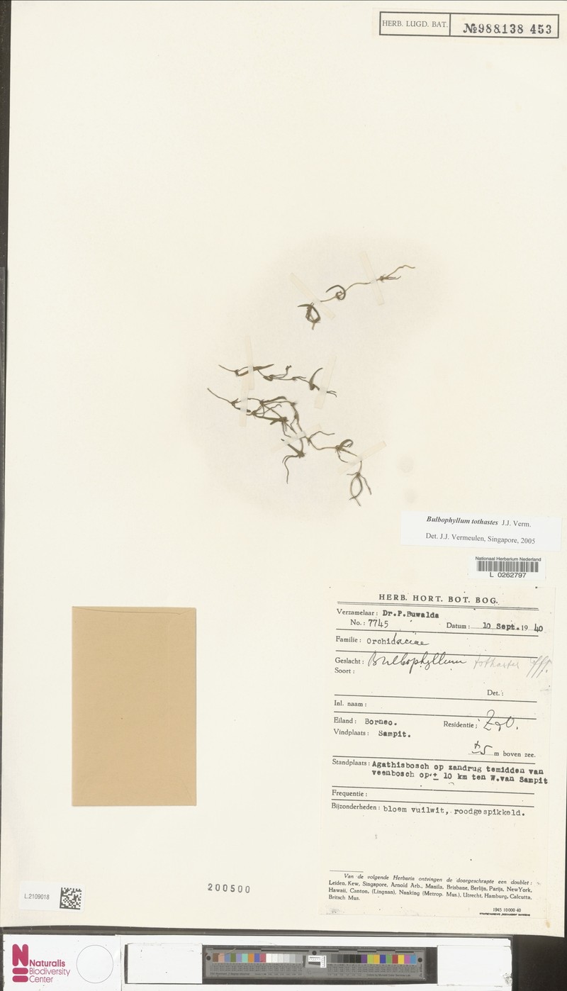 Bulbophyllum tothastes photo 3