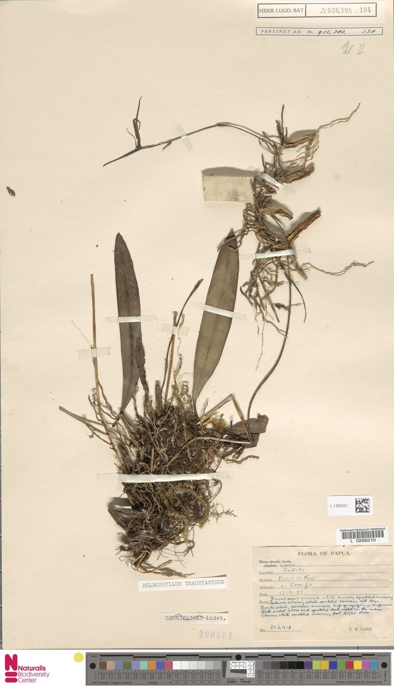Bulbophyllum trachyanthum