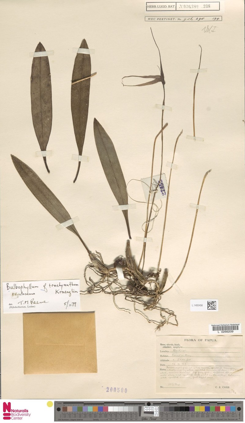 Bulbophyllum trachyanthum photo 2