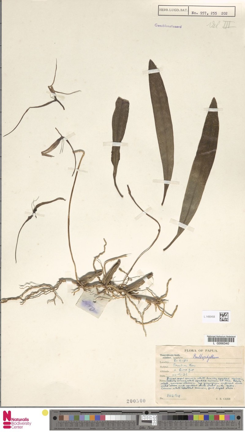 Bulbophyllum trachyanthum photo 3