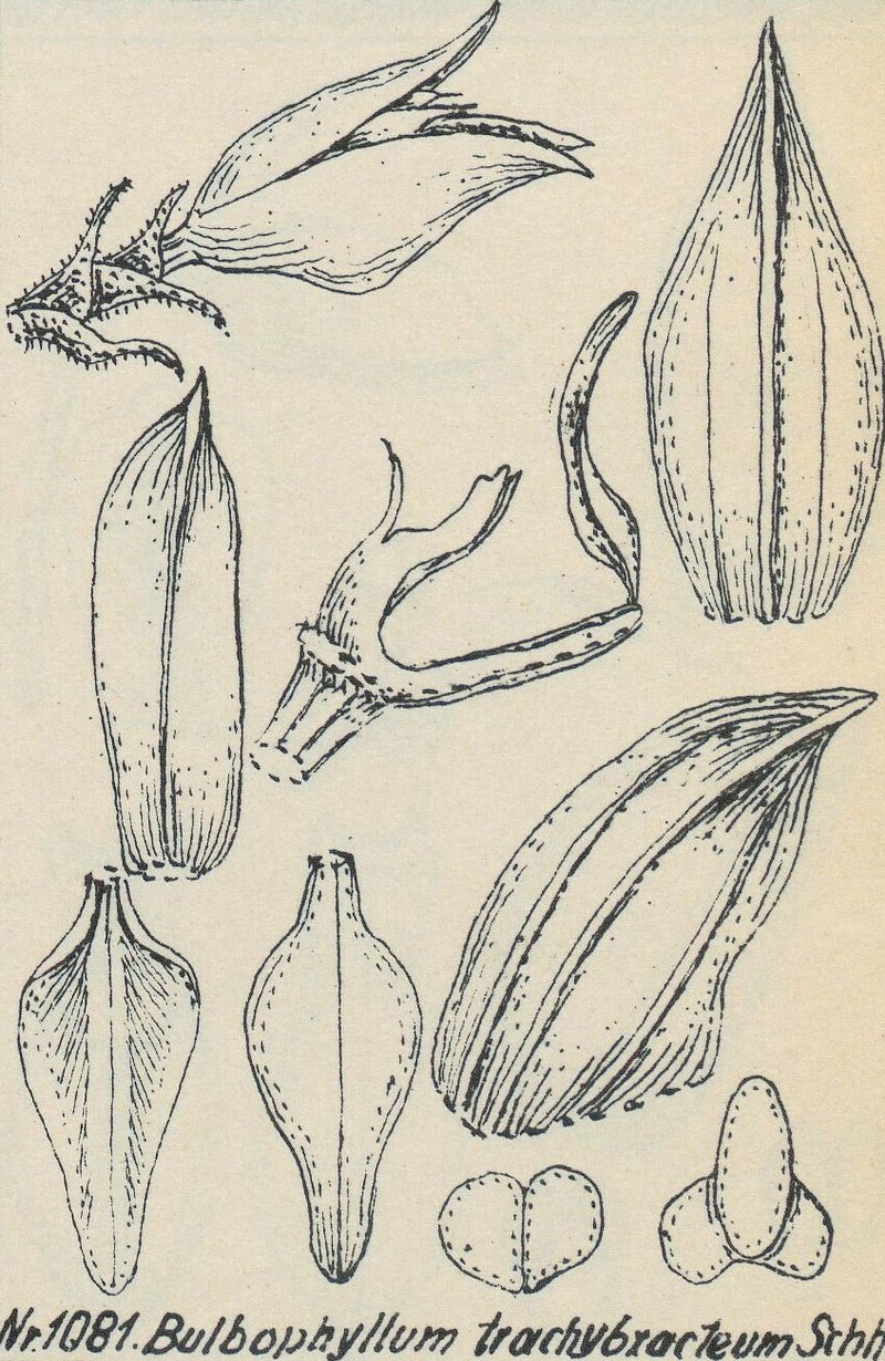Bulbophyllum trachybracteum