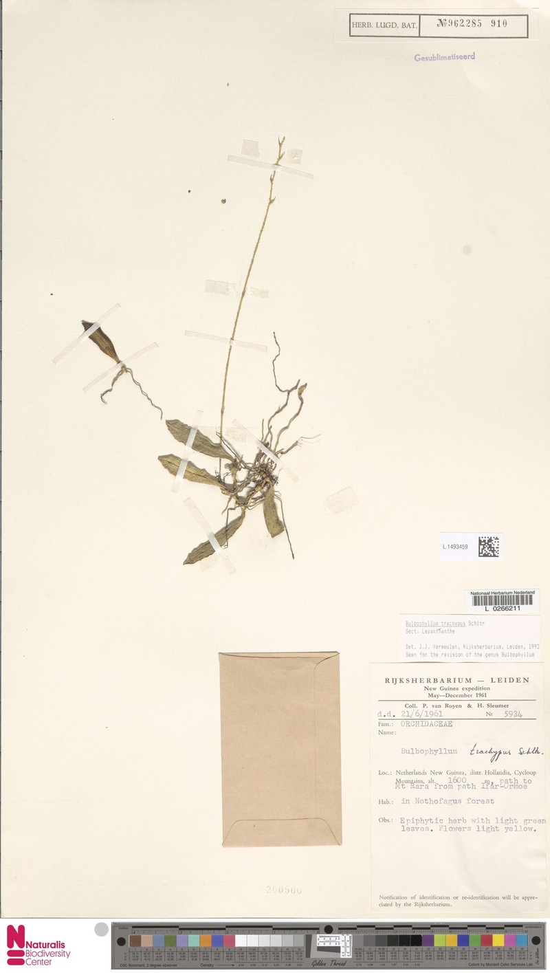 Bulbophyllum trachypus