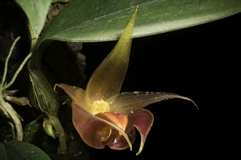 Bulbophyllum translucidum