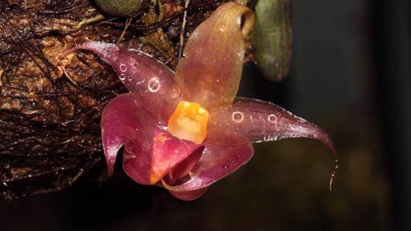 Bulbophyllum translucidum photo 2