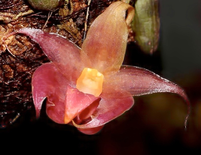 Bulbophyllum translucidum photo 3