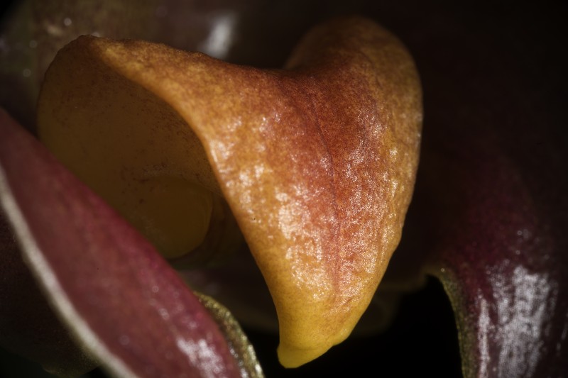 Bulbophyllum translucidum photo 4
