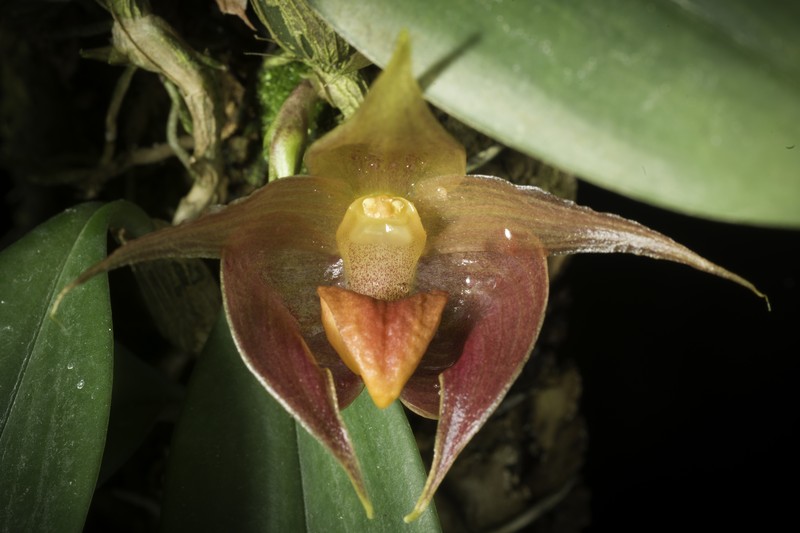Bulbophyllum translucidum photo 5