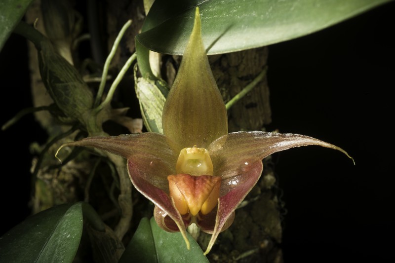 Bulbophyllum translucidum photo 6