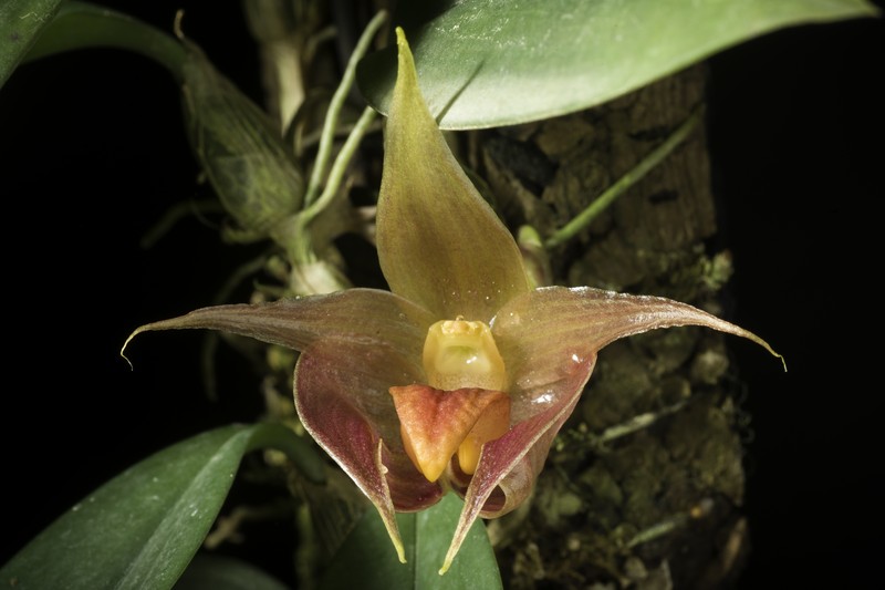 Bulbophyllum translucidum photo 7