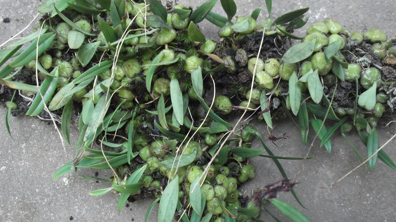 Bulbophyllum tremulum
