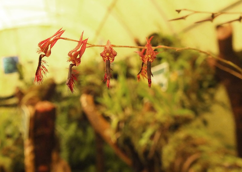 Bulbophyllum tremulum photo 2