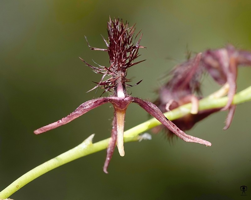 Bulbophyllum tremulum photo 3