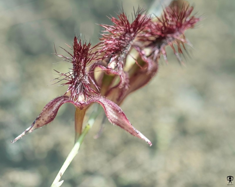 Bulbophyllum tremulum photo 4