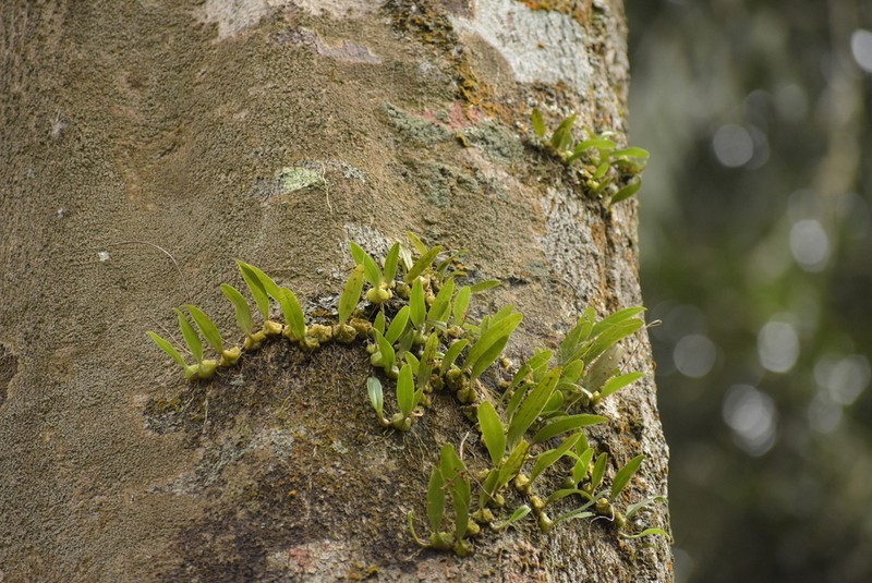 Bulbophyllum tremulum photo 5