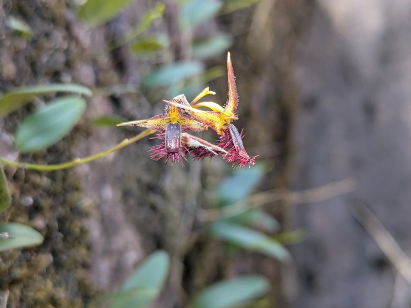 Bulbophyllum tremulum photo 6