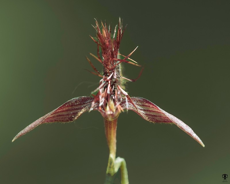 Bulbophyllum tremulum photo 7