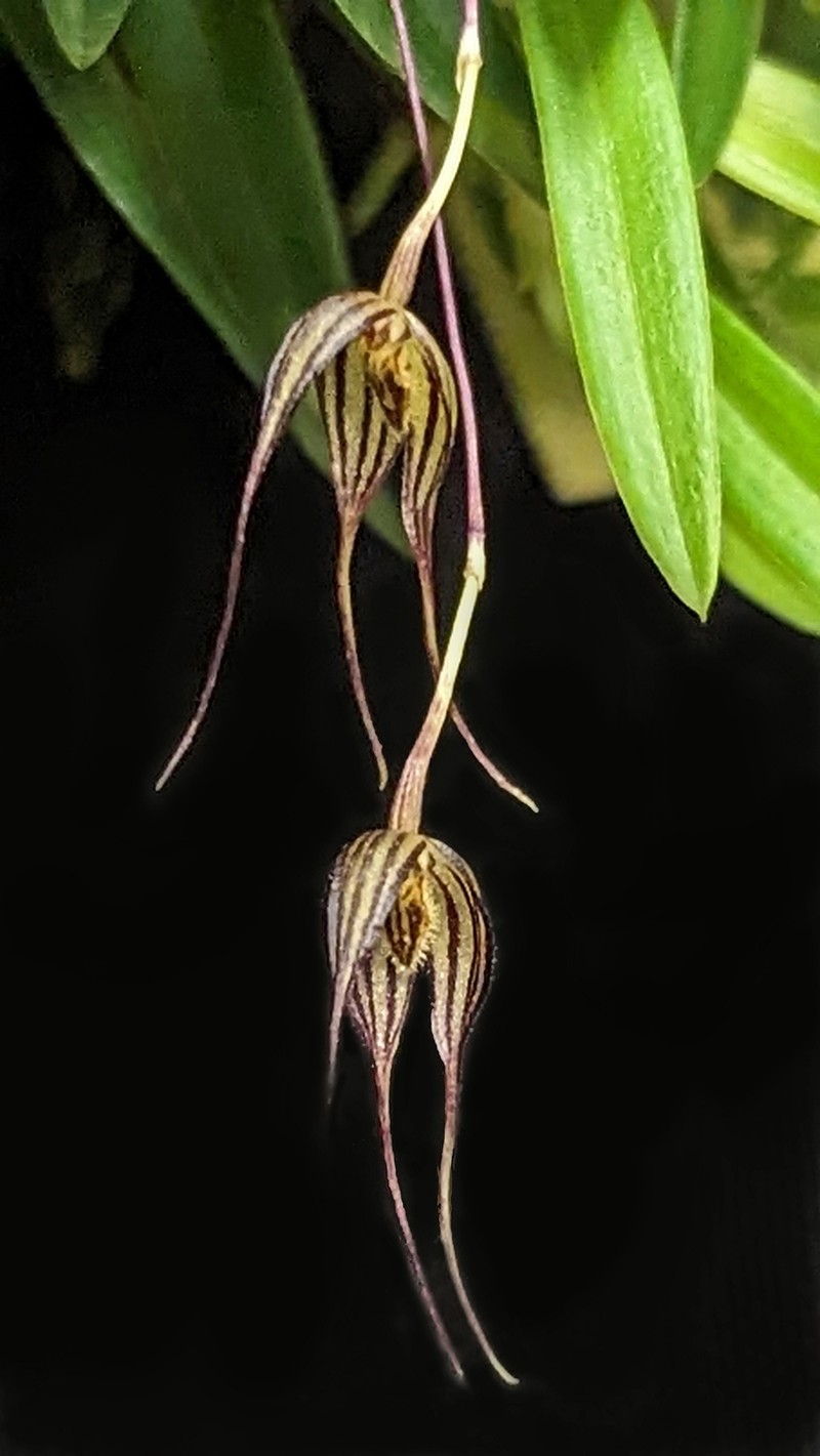 Bulbophyllum triaristella