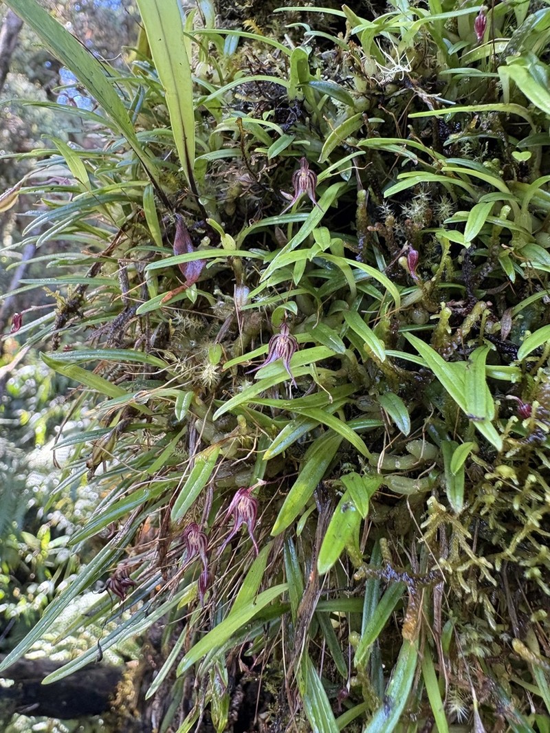 Bulbophyllum triaristella photo 2