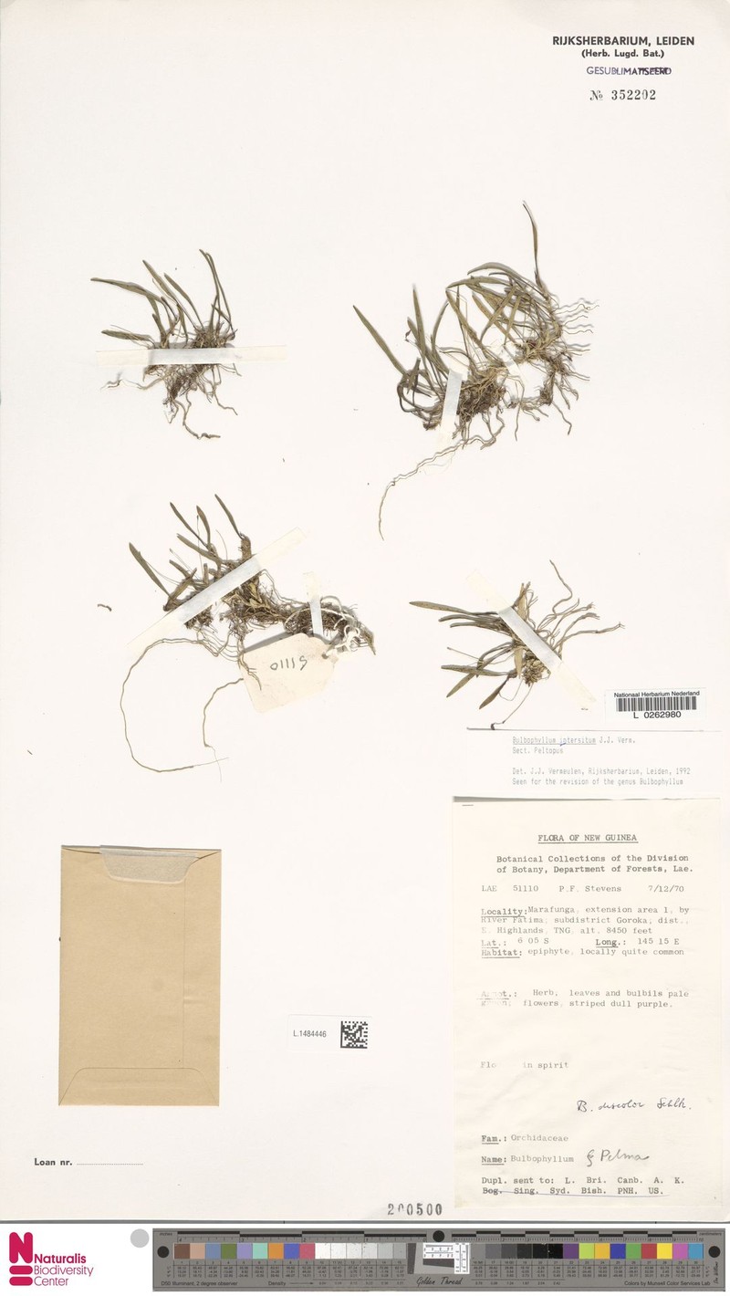 Bulbophyllum triaristella photo 4