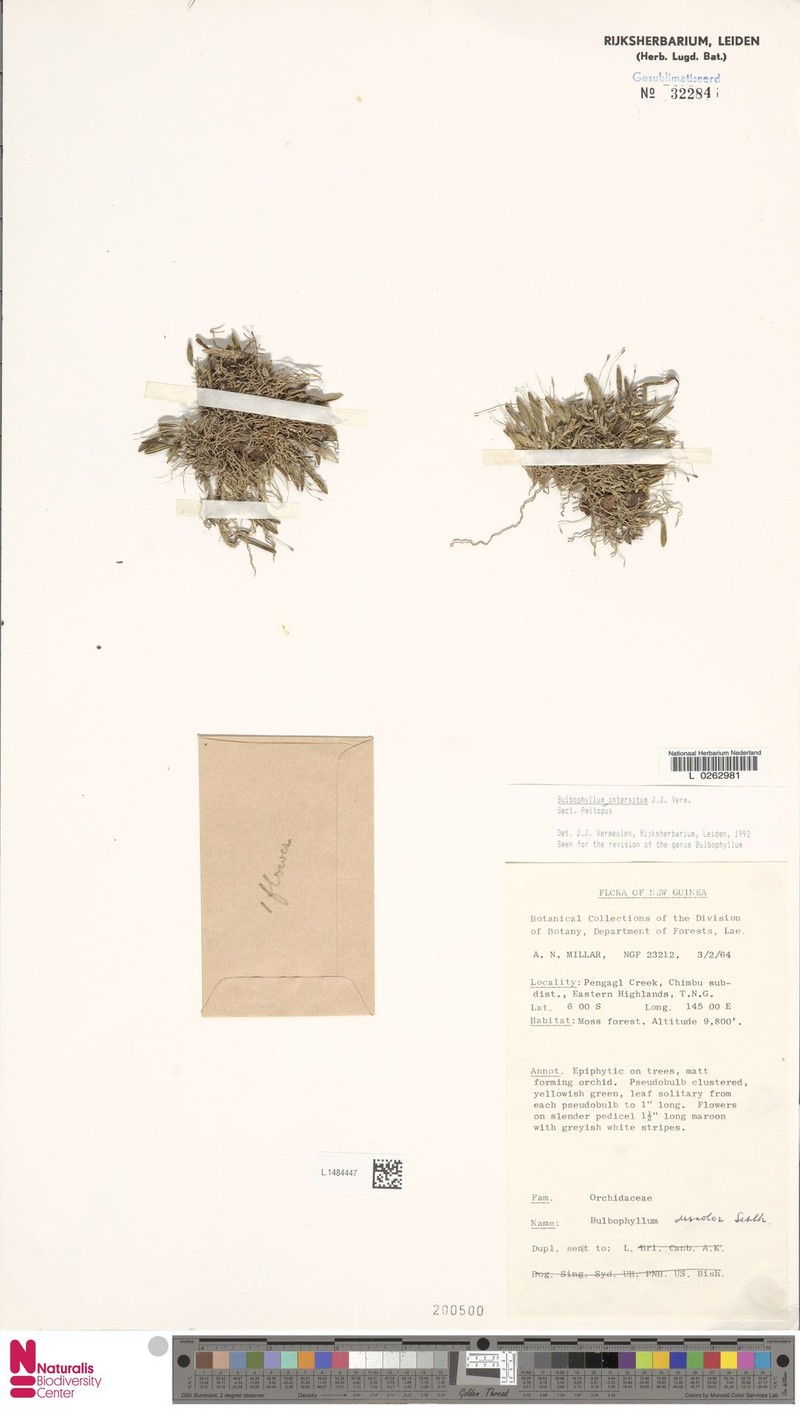 Bulbophyllum triaristella photo 5